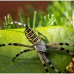 Wespenspinne (Argiope bruennichi) ~1~