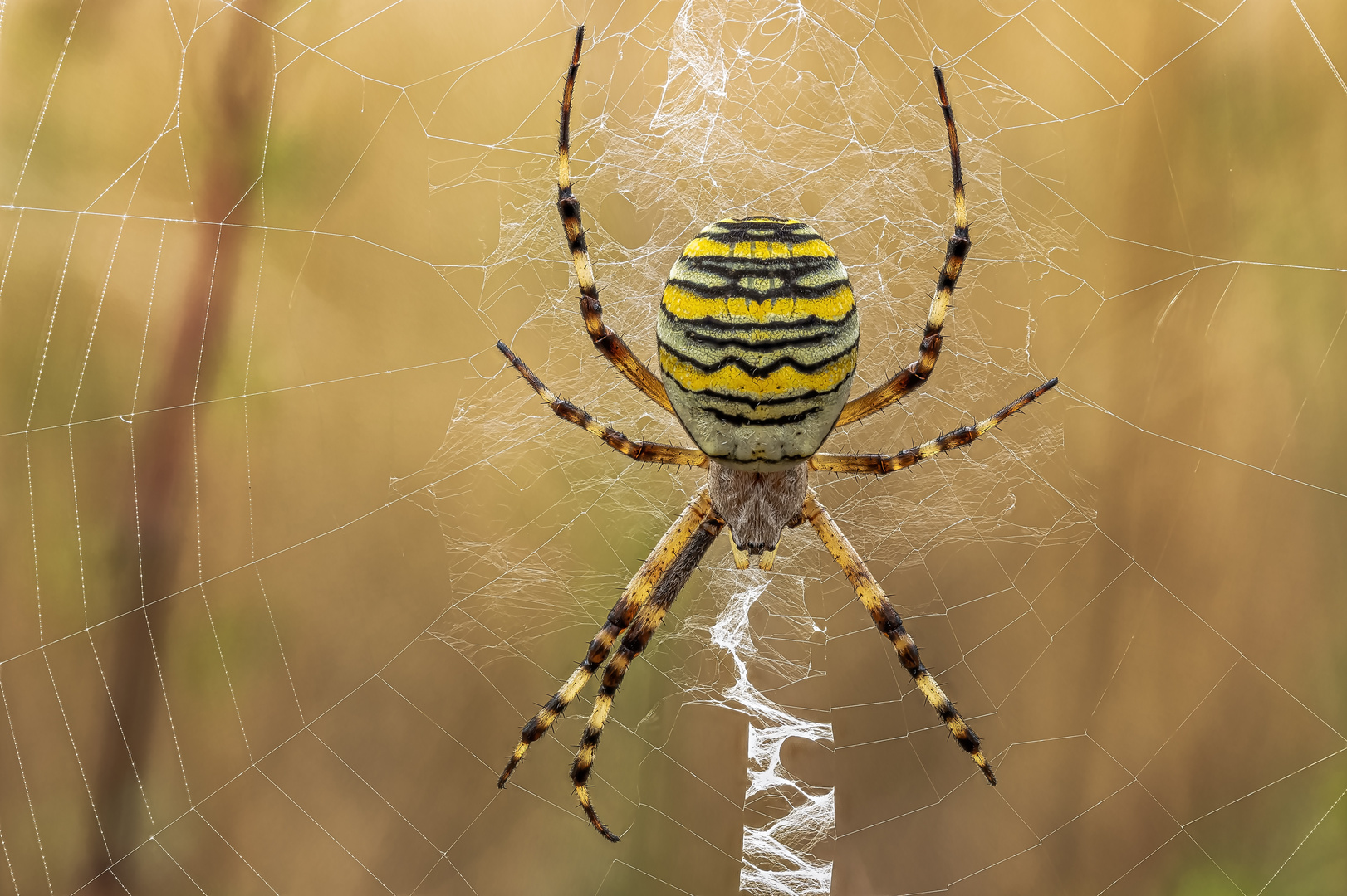 Wespenspinne (Argiope bruennichi)