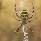 Wespenspinne (Argiope bruennichi)