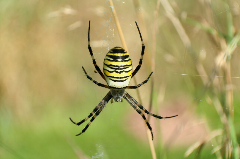 Wespenspinne (Argiope bruennichi)