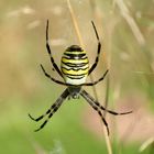 Wespenspinne (Argiope bruennichi)