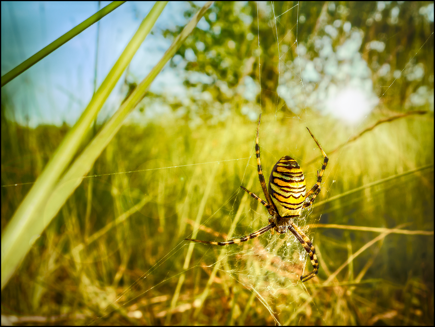 Wespenspinne (Argiope bruennichi)