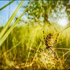 Wespenspinne (Argiope bruennichi)