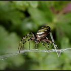 Wespenspinne (Argiope bruennichi) ...