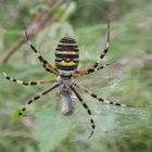 Wespenspinne (Argiope bruennichi)