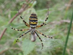 Wespenspinne (Argiope bruennichi)