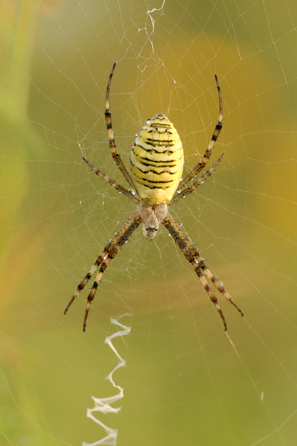 Wespenspinne (Argiope bruennichi)