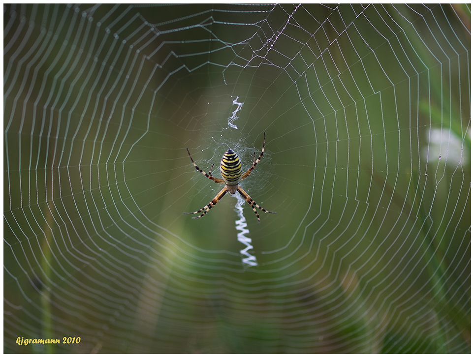 Wespenspinne (Argiope bruennichi)....