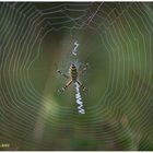 Wespenspinne (Argiope bruennichi)....