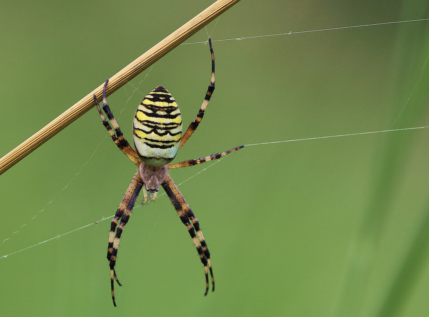 Wespenspinne (Argiope bruennichi)