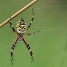 Wespenspinne (Argiope bruennichi)