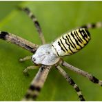 Wespenspinne (Argiope bruennichi) ~2~