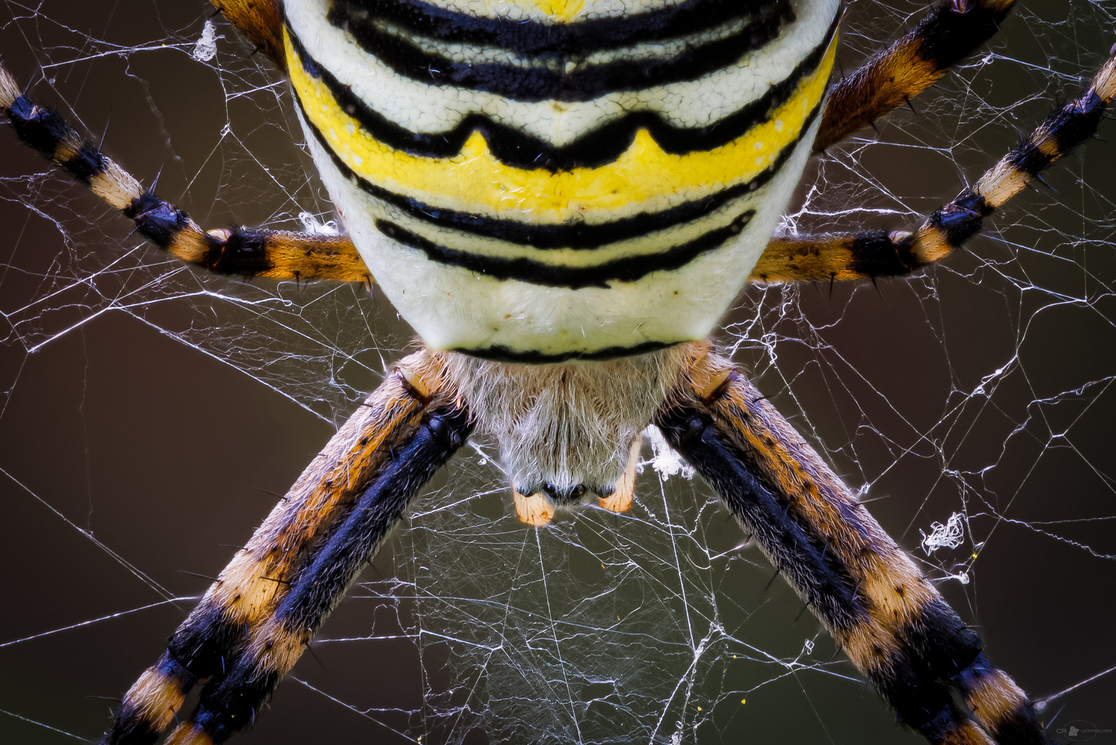 Wespenspinne (Argiope bruennichi)