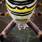 Wespenspinne (Argiope bruennichi)