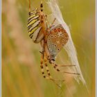 Wespenspinne (Argiope bruennichi)