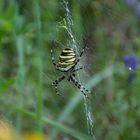 Wespenspinne (Argiope bruennichi)