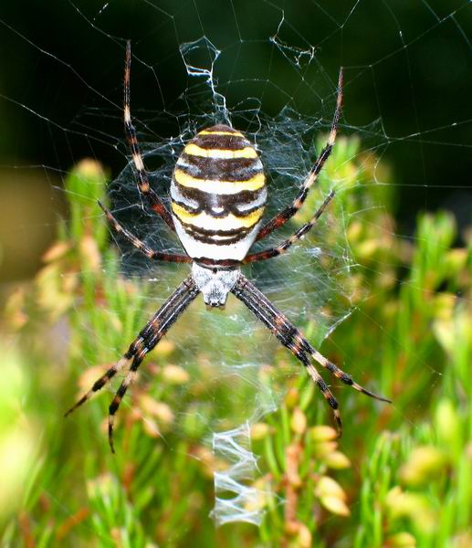 Wespenspinne (Argiope bruennichi)