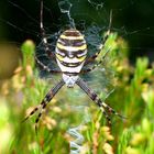 Wespenspinne (Argiope bruennichi)