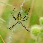 Wespenspinne (Argiope bruennichi)