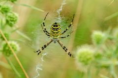 Wespenspinne (Argiope bruennichi)