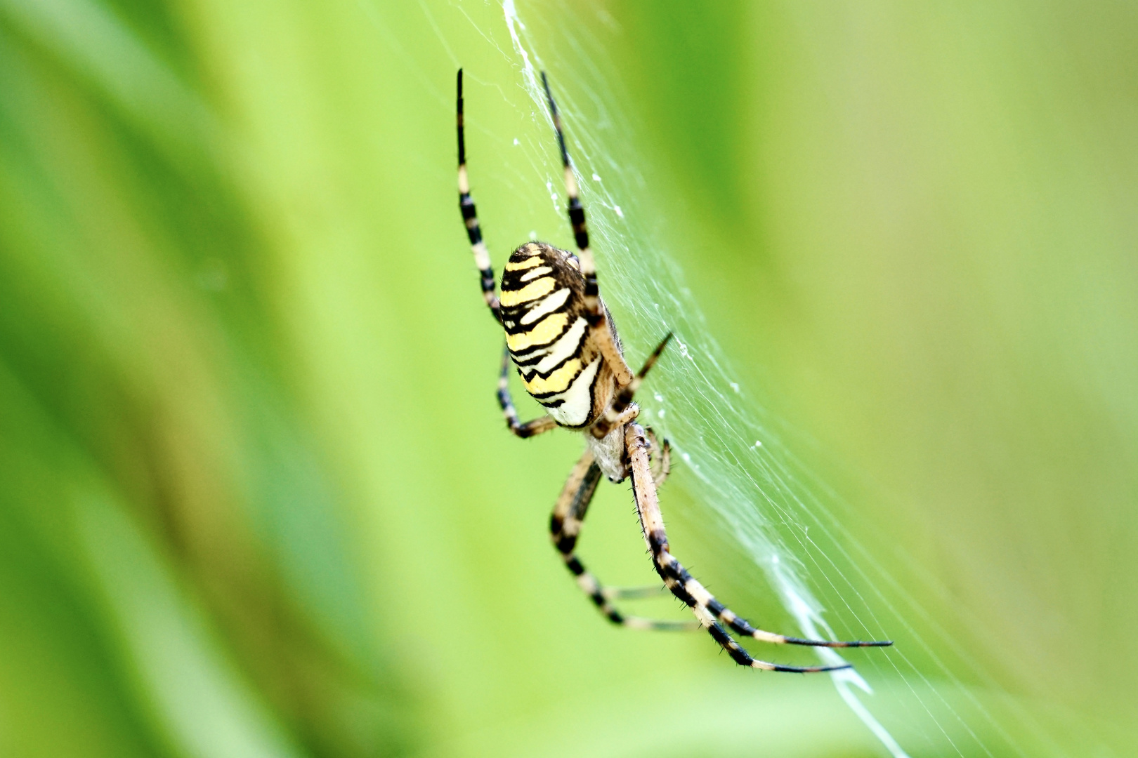 Wespenspinne (Argiope bruennichi)