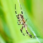 Wespenspinne (Argiope bruennichi)