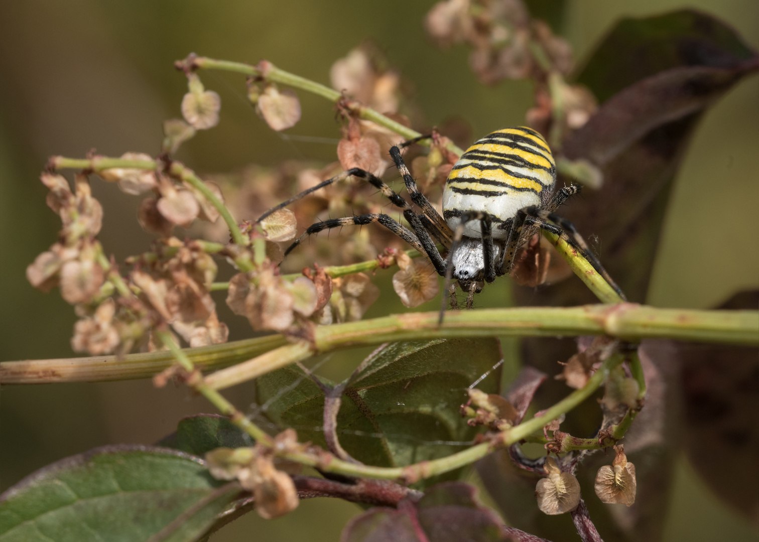 Wespenspinne (Argiope bruennichi)