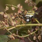 Wespenspinne (Argiope bruennichi)