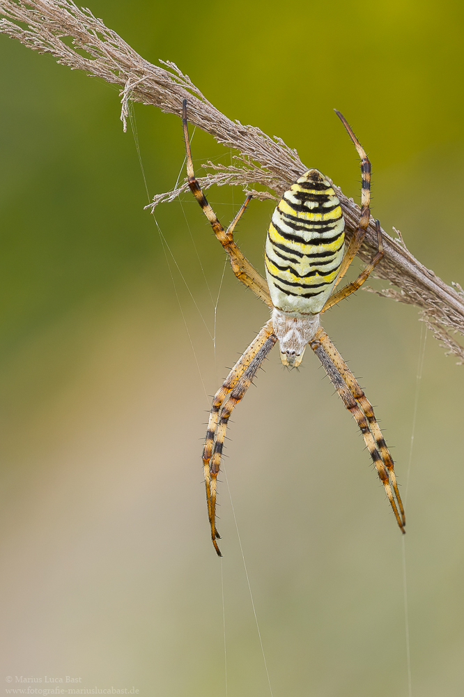 Wespenspinne (Argiope bruennichi)