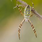 Wespenspinne (Argiope bruennichi)