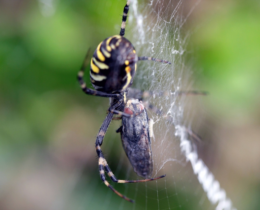 Wespenspinne (Argiope bruennichi)