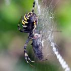 Wespenspinne (Argiope bruennichi)