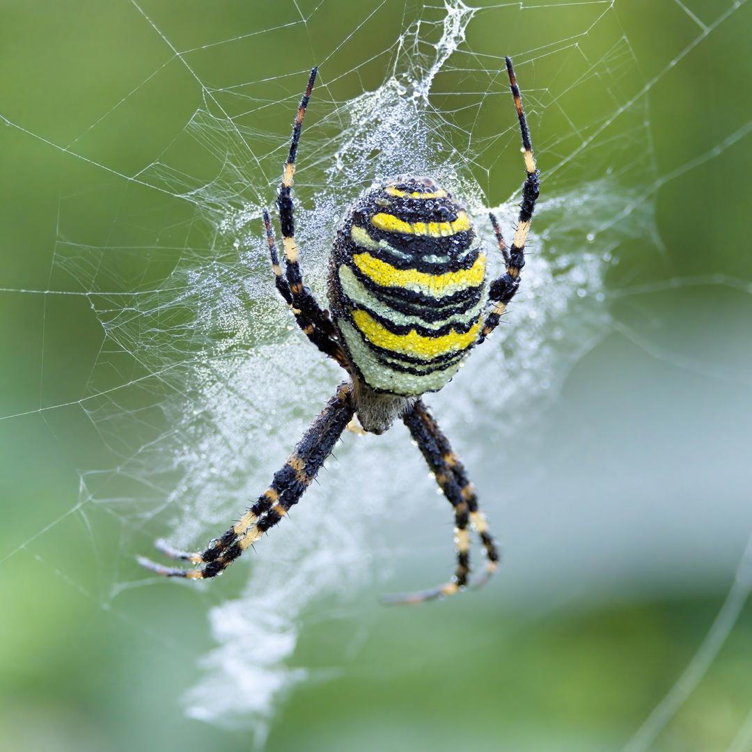 Wespenspinne (Argiope bruennichi)