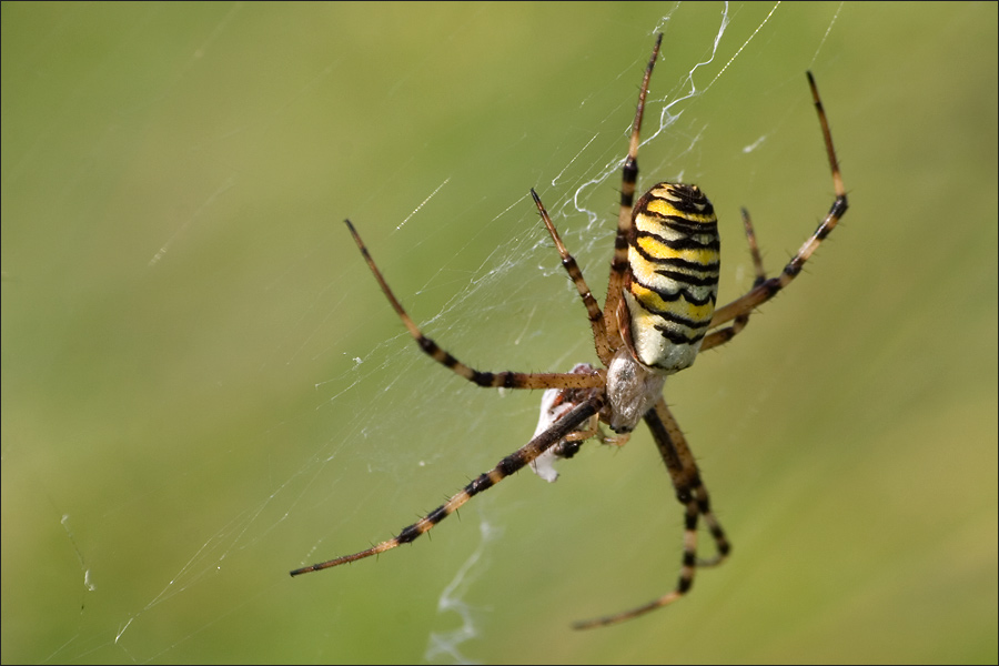 Wespenspinne (Argiope bruennichi)