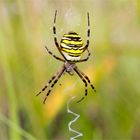 Wespenspinne (Argiope bruennichi)...