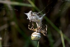 Wespenspinne (Argiope bruennichi)