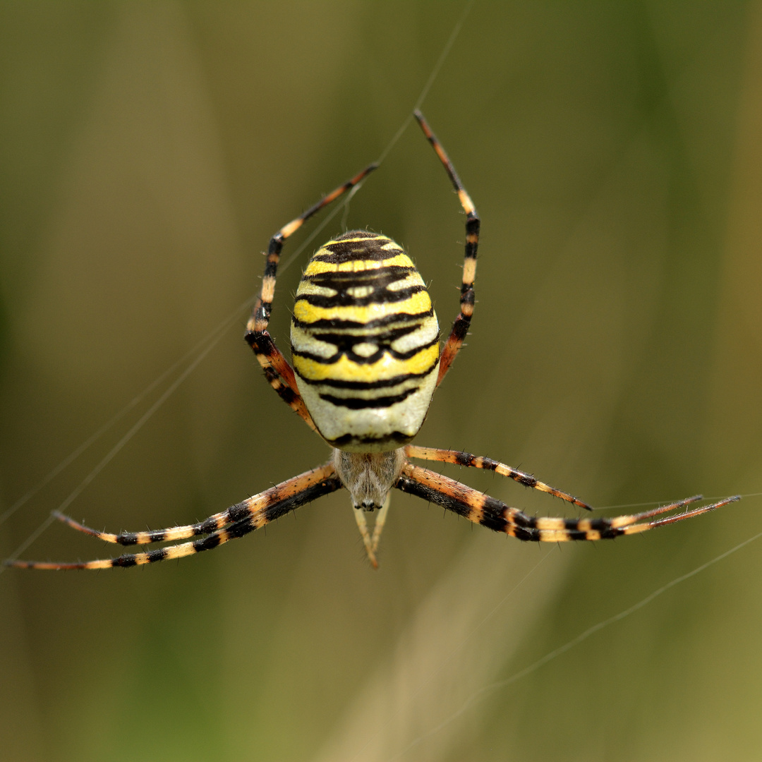 Wespenspinne (Argiope bruennichi)