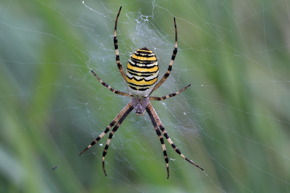 Wespenspinne  (Argiope bruennichi)