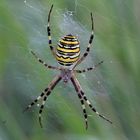 Wespenspinne  (Argiope bruennichi)