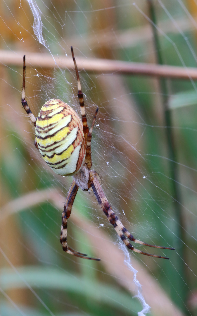 Wespenspinne/ Argiope bruennichi