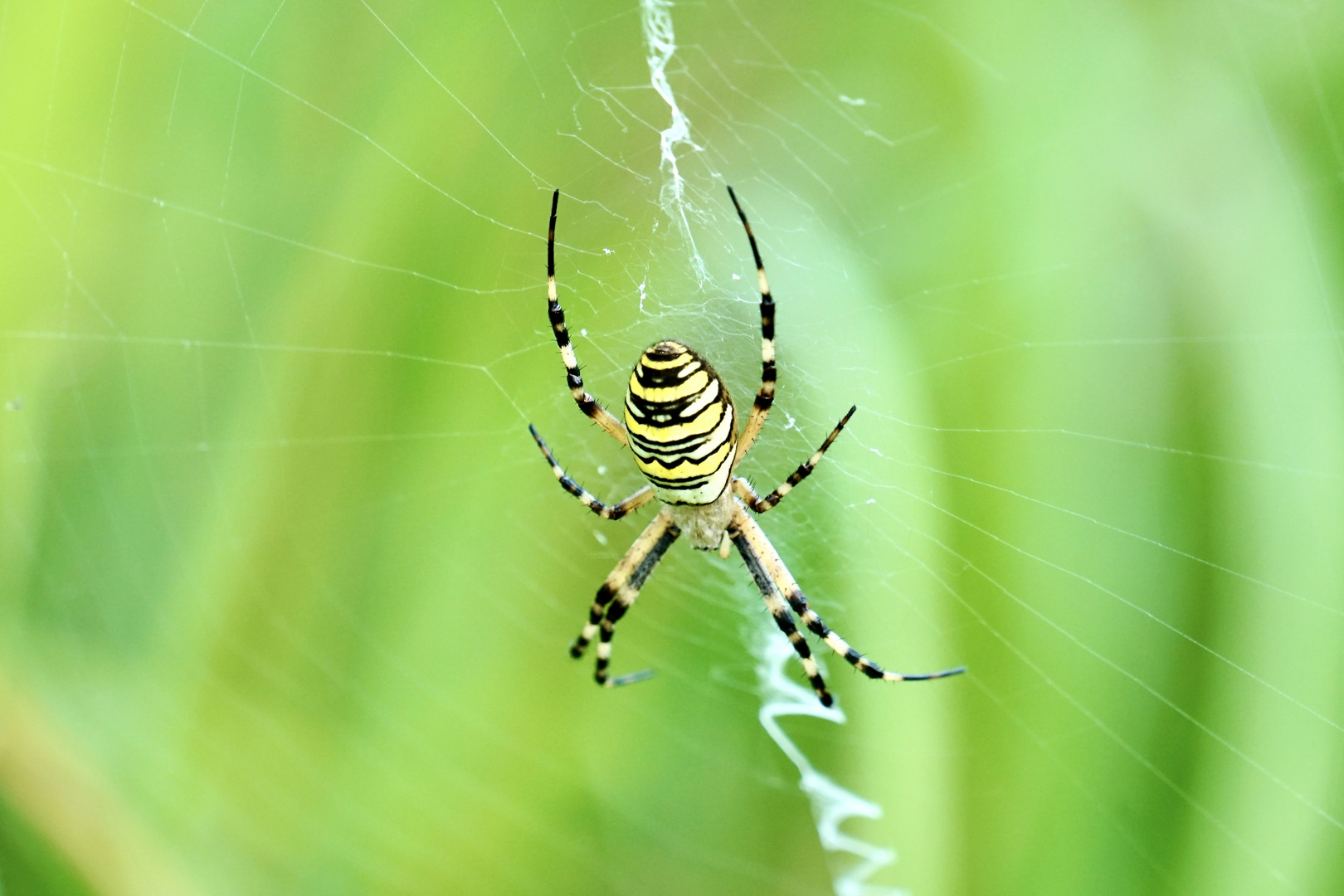 Wespenspinne (Argiope bruennichi)