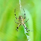 Wespenspinne (Argiope bruennichi)