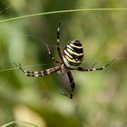 Wespenspinne, Argiope bruennichi