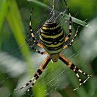 Wespenspinne (Argiope bruennichi)