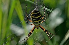 Wespenspinne (Argiope bruennichi)