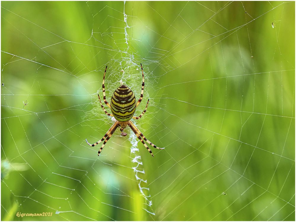 wespenspinne (argiope bruennichi) ...