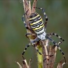 Wespenspinne (Argiope bruennichi)