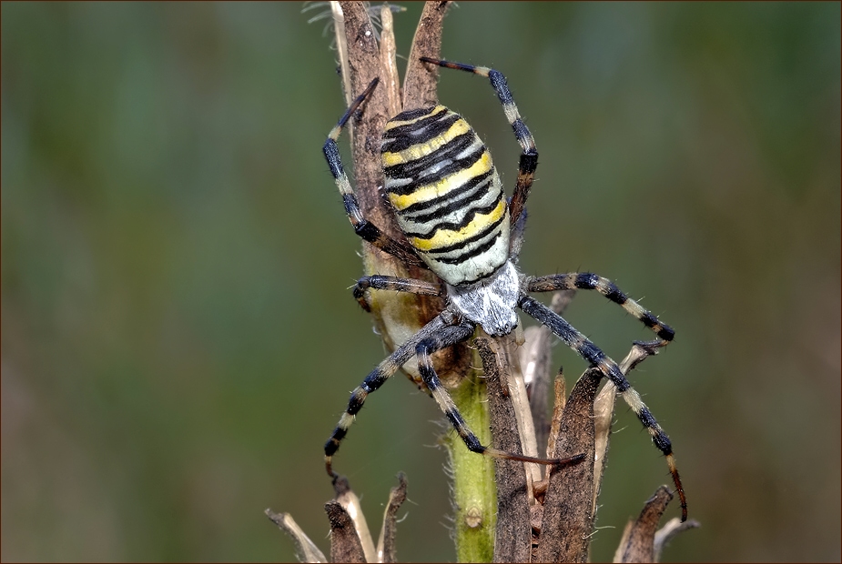 Wespenspinne (Argiope bruennichi)