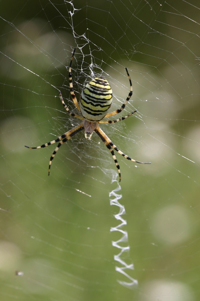 Wespenspinne (Argiope bruennichi )