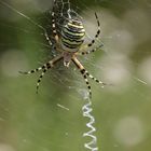 Wespenspinne (Argiope bruennichi )